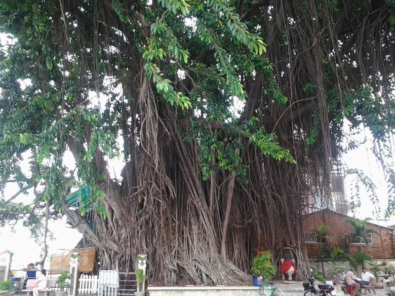 Những ‘cụ’ cây trăm tuổi ở Biên Hòa - ảnh 1