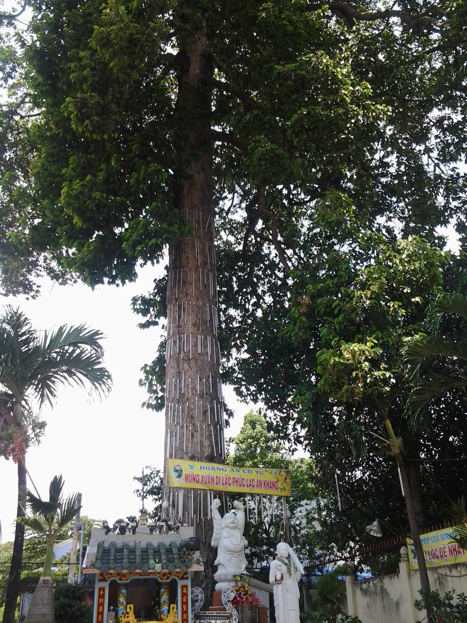 Những ‘cụ’ cây trăm tuổi ở Biên Hòa - ảnh 2