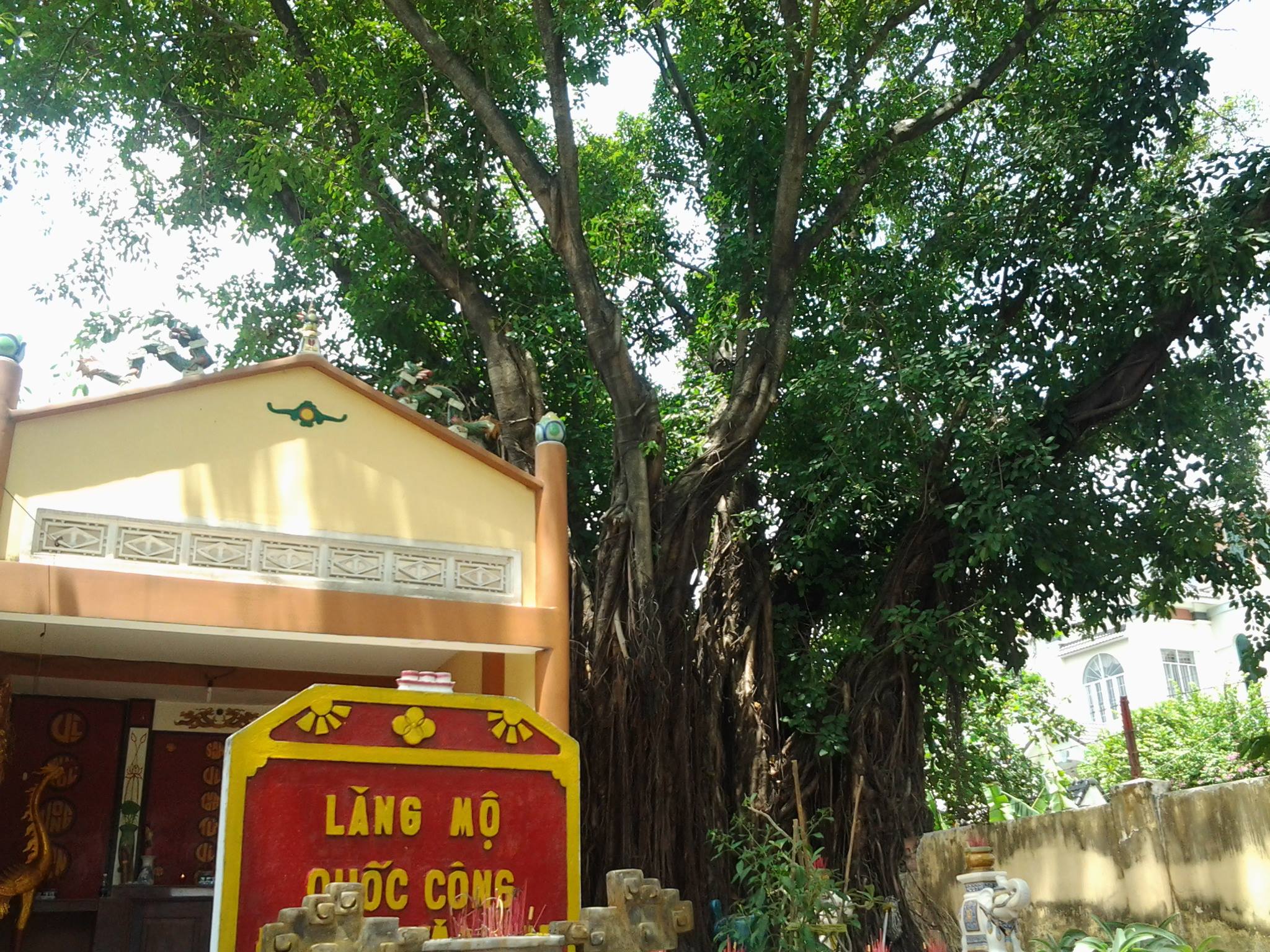 Những ‘cụ’ cây trăm tuổi ở Biên Hòa - ảnh 3