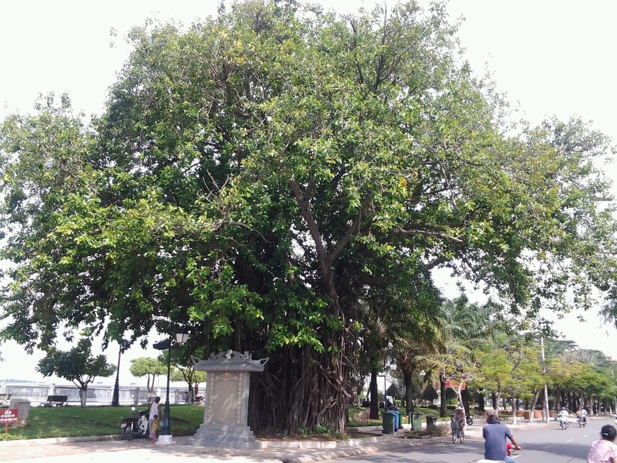 Những ‘cụ’ cây trăm tuổi ở Biên Hòa - ảnh 4