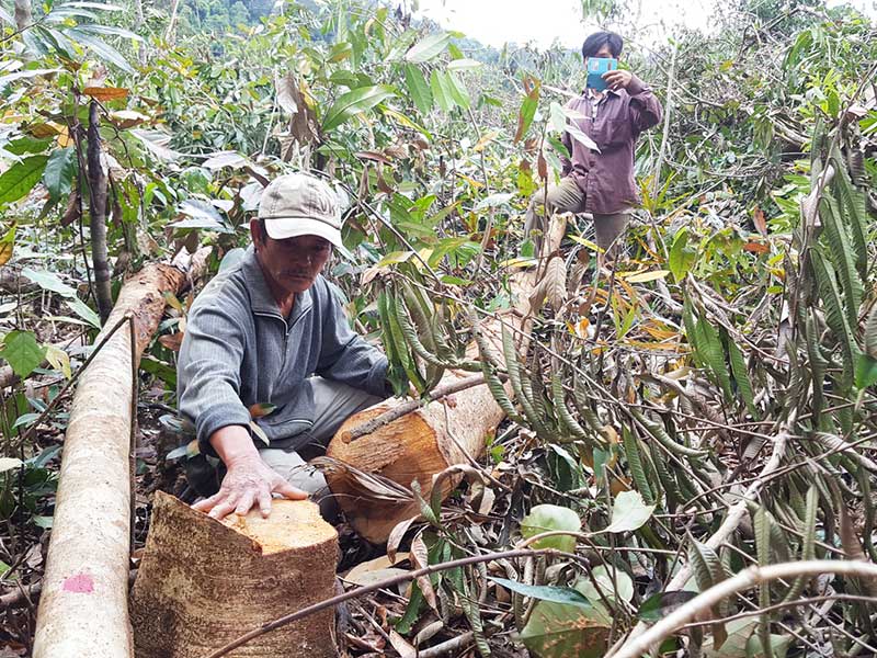 Xóa rừng để nuôi bò là... ‘xứng đáng’? - ảnh 2